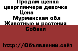 Продам щенка цвергпинчера девочка › Цена ­ 16 000 - Мурманская обл. Животные и растения » Собаки   